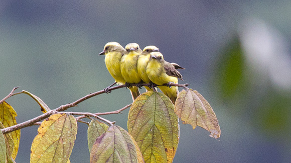 Lemon-browed Flycatcher (Conopias cinchoneti)