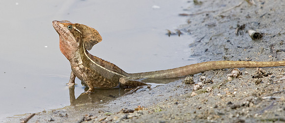 Basilisk lizard