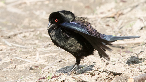 Bronzed cowbird (Molothrus aeneus) Male