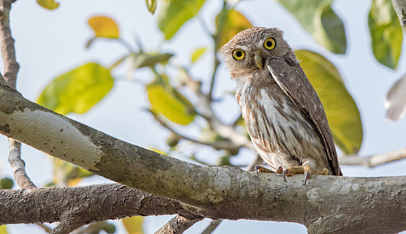 Colima pygmy owl (Glaucidium palmarum)