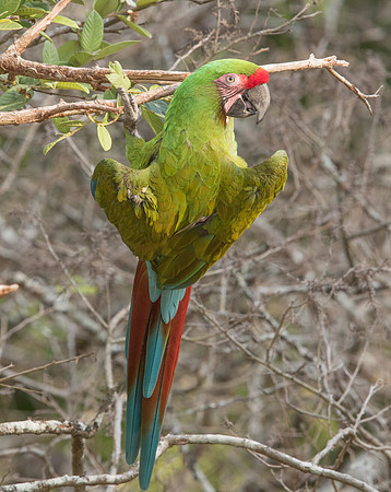 Military macaw (Ara militaris mexicana)