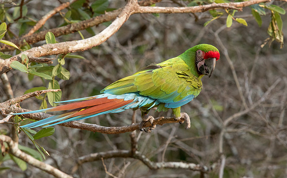 Military macaw (Ara militaris mexicana)