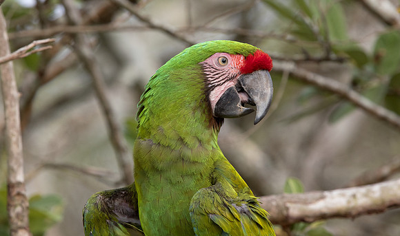 Military macaw (Ara militaris mexicana)