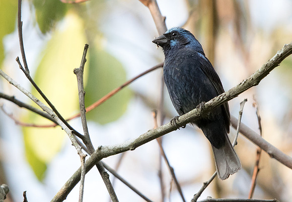 Blue bunting (Cyanocompsa parellina)