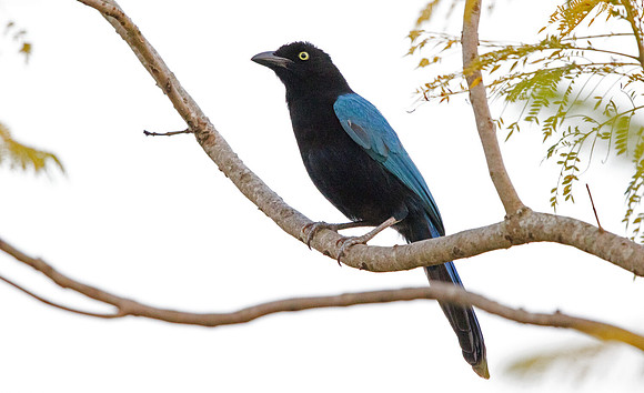 San Blas jay (Cyanocorax sanblasianus)