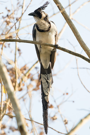 Black-throated magpie-jay (Calocitta colliei)