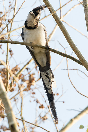 Black-throated magpie-jay (Calocitta colliei)