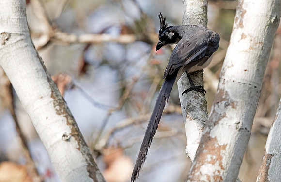 Black-throated magpie-jay (Calocitta colliei)