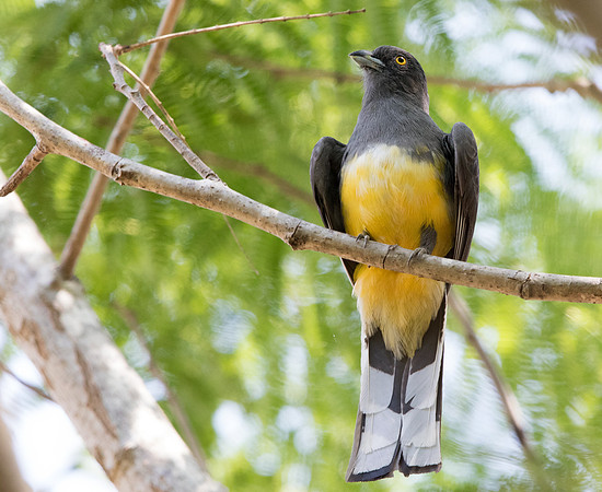 Citreoline trogon (Trogon citreolus)