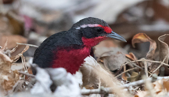 Rosy thrush-tanager (Rhodinocichla rosea) Male