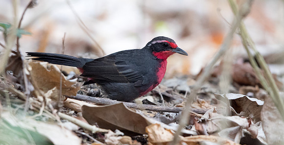 Rosy thrush-tanager (Rhodinocichla rosea) Male