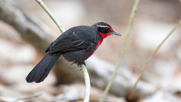Rosy thrush-tanager (Rhodinocichla rosea) Male