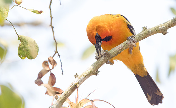 Streak-backed oriole (Icterus pustulatus)