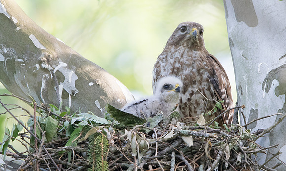 Red-shouldered hawk (Buteo lineatus) Juv and Female