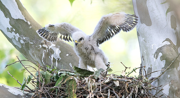 Red-shouldered hawk (Buteo lineatus) Juv