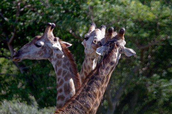 South African Giraffe (Giraffa camelopardalis giraffa)