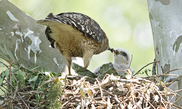 Red-shouldered hawk (Buteo lineatus) Male feeding Juv