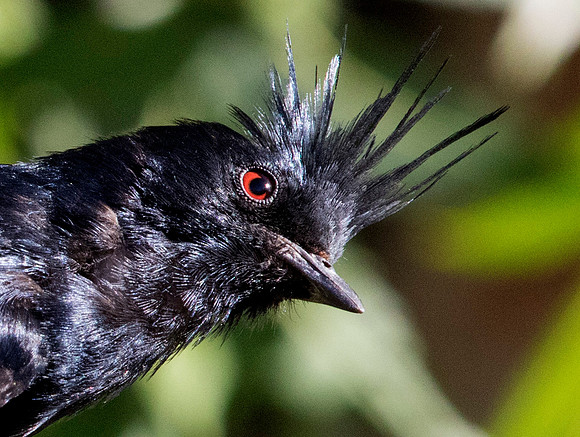 Phainopepla (Phainopepla nitens) Male