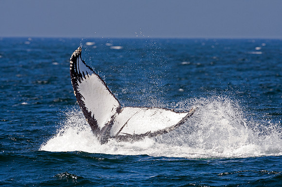 Humpback Whale (Megaptera novaeangliae)