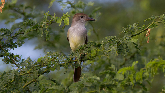 Brown-crested Flycatcher (Myiarchus tyrannulus)