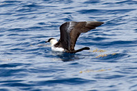 Pomarine Skua (Stercorarius pomarinus)
