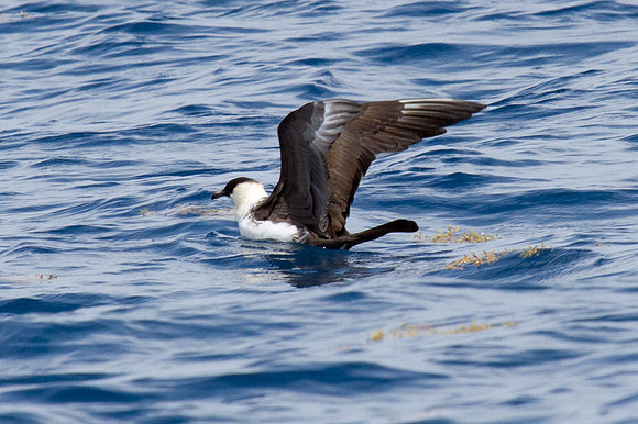 Pomarine Skua (Stercorarius pomarinus)