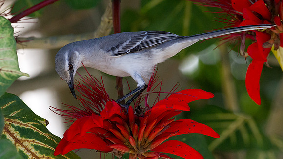 Tropical Mockingbird (Mimus gilvus)