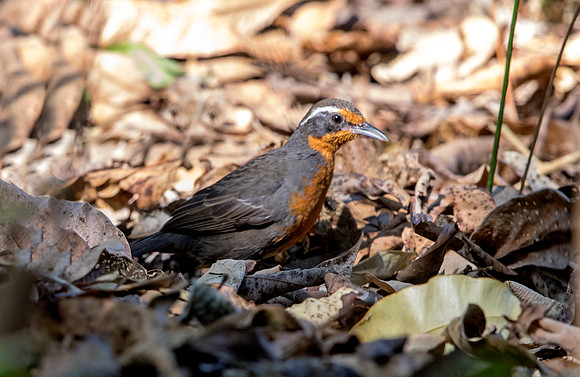 Rosy Thrush-Tanager (Rhodinocichla rosea) Female
