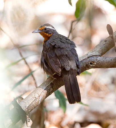 Rosy Thrush-Tanager (Rhodinocichla rosea) Female