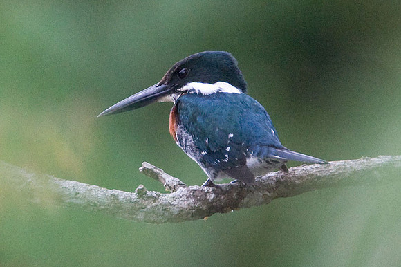 Green Kingfisher (Chloroceryle americana) male