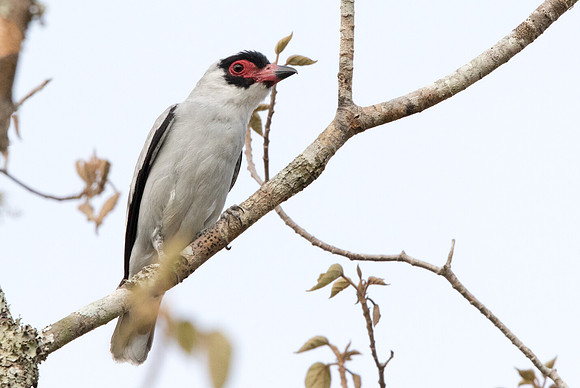 Masked tityra (Tityra semifasciata)