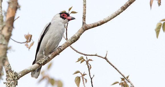 Masked tityra (Tityra semifasciata)