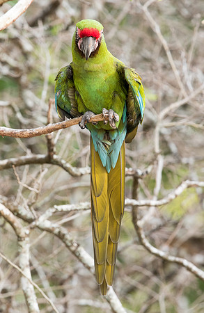 Military macaw (Ara militaris mexicana)