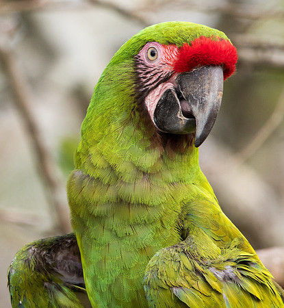 Military macaw (Ara militaris mexicana)