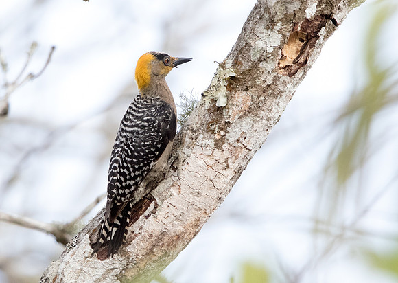 Golden-cheeked woodpecker (Melanerpes chrysogenys)