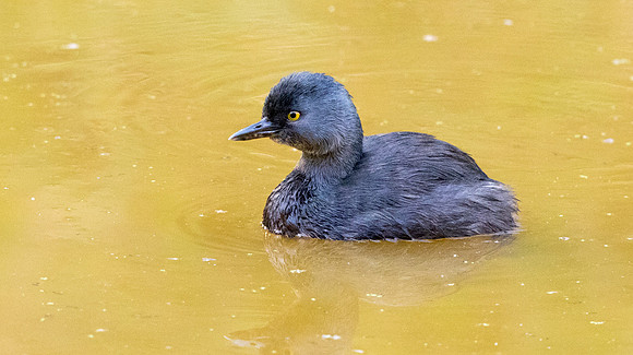 Least grebe (Tachybaptus dominicus)