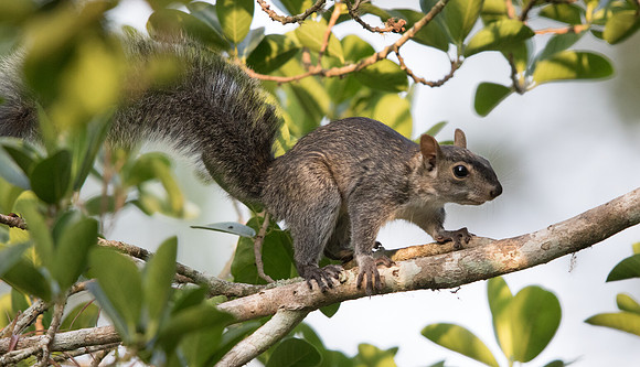 Western gray squirrel (Sciurus griseus)