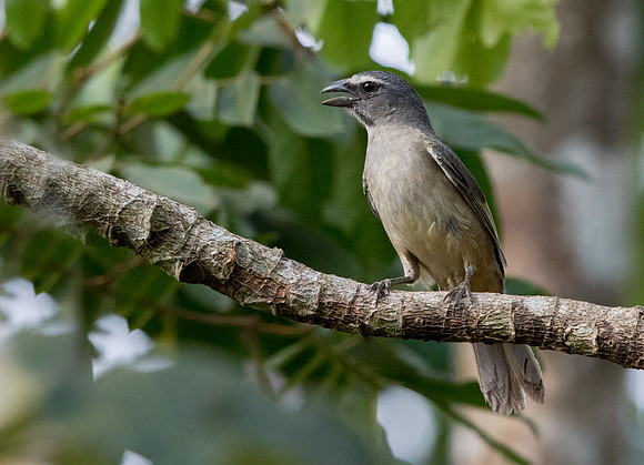 Greyish saltator (Saltator coerulescens)