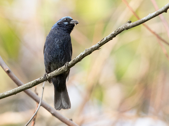 Blue bunting (Cyanocompsa parellina)