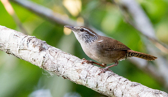 9V3A1294