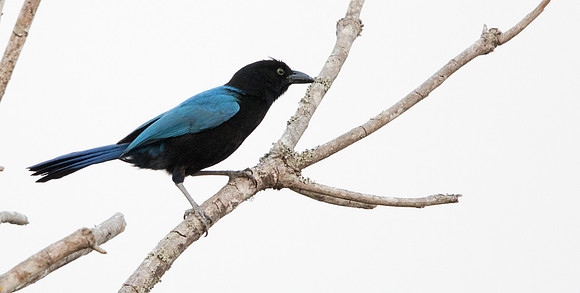 San Blas jay (Cyanocorax sanblasianus)