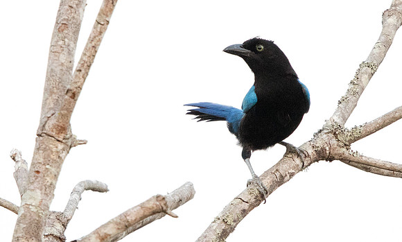 San Blas jay (Cyanocorax sanblasianus)