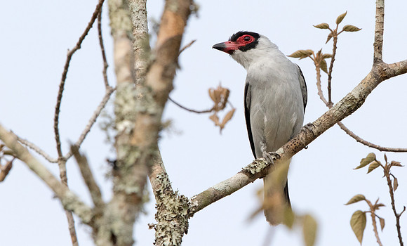 Masked tityra (Tityra semifasciata)