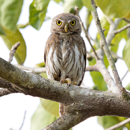 Colima pygmy owl (Glaucidium palmarum)