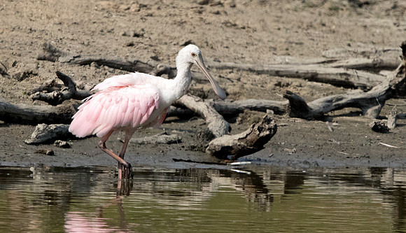 Roseate spoonbill (Platalea ajaja)