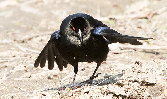 Bronzed cowbird (Molothrus aeneus) Male