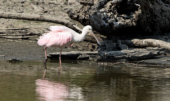 Roseate spoonbill (Platalea ajaja)