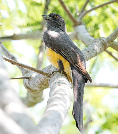 Citreoline trogon (Trogon citreolus)