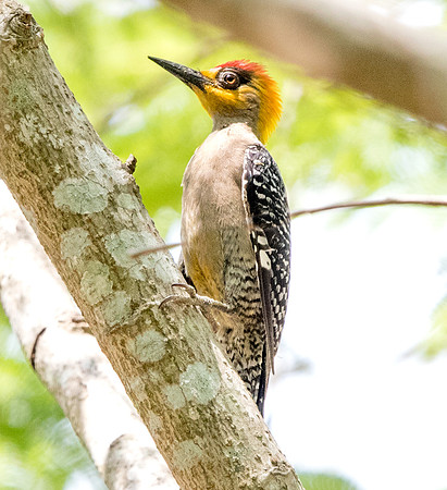 Golden-cheeked woodpecker (Melanerpes chrysogenys) Male