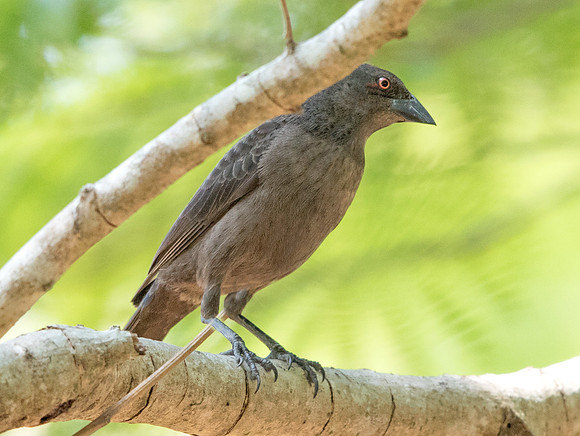 9V3A0792